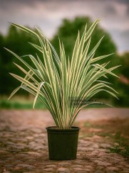 تصویر کنف نیوزلندی ابلق (Phormium) 