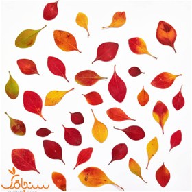 تصویر برگ زرشک زینتی(۱۰ عددی) 