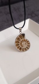 تصویر فسیل آمونیت Amonit