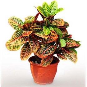 تصویر گل کروتون 