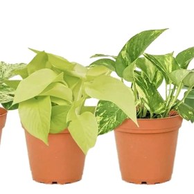 تصویر 4 مدل مختلف پتوس 