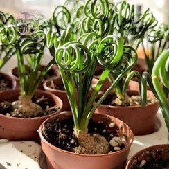 تصویر بذر ساکولنت آلبوکا فر 2 عددی 