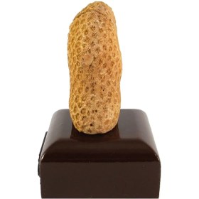 تصویر فسیل کد 3282 