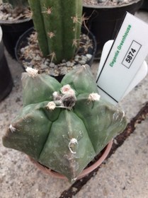 تصویر بذر کاکتوس آستروفیتوم کیکو نودوم ژاپن ELG.5874 - بسته 10 عددی Astrophytum Myrio Kikko nudum JAPAN ELG.5874