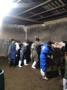 تصویر تلقیح مصنوعی عملی گاو و گاومیش (رشته های مرتبط دامپروری و دامپزشکی) 