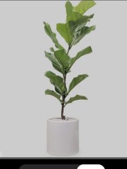 تصویر فیکوس لیراتا ficus