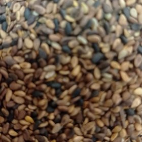 تصویر کنجد دوبار بوجار شسته شده مناسب روغن گیری(کیسه 20 کیلویی)حداقل فروش یک کیسه قیمت هر کیلو 135000 هزار تومان 