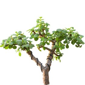 تصویر گیاه طبیعی بونسای جید مدل j250 | کد: ZNB-6F0 