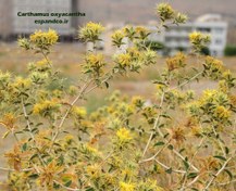 تصویر بذر گلرنگ وحشی Carthamus oxyacantha 
