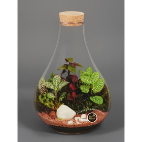 تصویر تراریوم طاووسی 