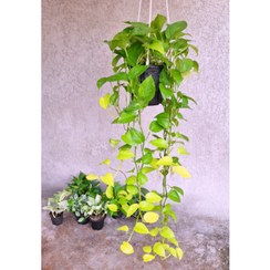 تصویر پوتوس نئون آویز بلند پر شاخه 