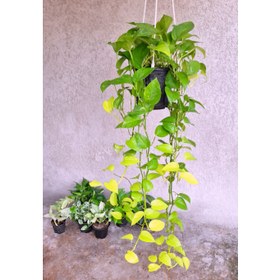 تصویر پوتوس نئون آویز بلند پر شاخه 