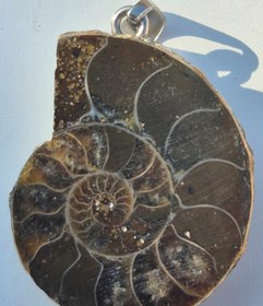 تصویر فسیل آمونیت Amonit