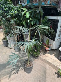 تصویر نخل کنتیا 