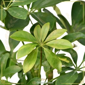 تصویر شفلرا 