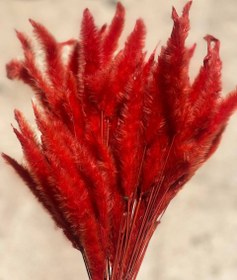 تصویر گل خشک دم روباهی قرمز 