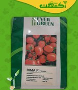 تصویر بذر گوجه ریما پربار و بلوکی 