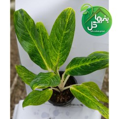 تصویر آگلونما طلایی 