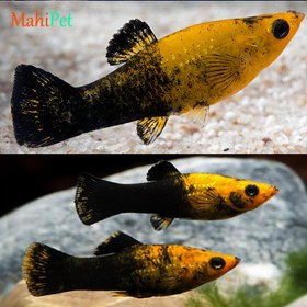 تصویر ماهی مولی پاندا 5 تا 7 سانتی متر 