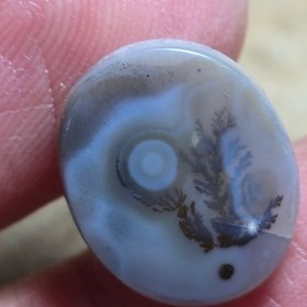 تصویر باباقوری شجر قائن 