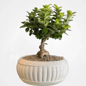 تصویر گیاه بنسای متوسط 