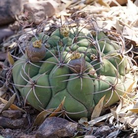 تصویر بذر کاکتوس ژیمینو کالسیوم ساگلیونیس ض10 عددی 