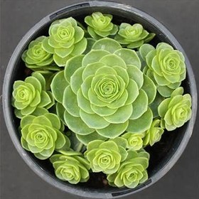 تصویر بذر ساکولنت گل رز 
