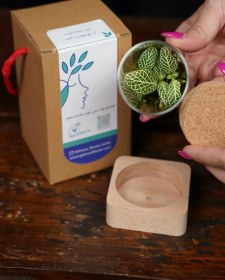 تصویر مینی تراریوم 