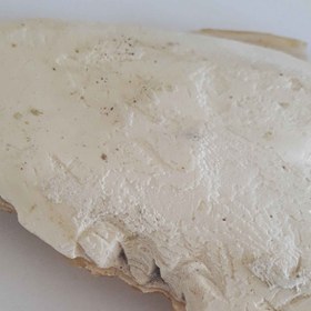 تصویر کف دریا مدل Cuttlebone 