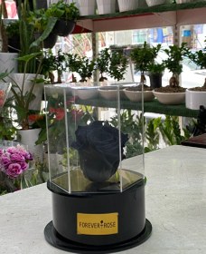 تصویر رز جاودان مشکی 