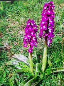 تصویر ثعلب Salep