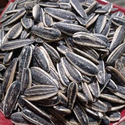 تصویر تخمه آفتابگردان دور سفید ۵۰۰ گرم 