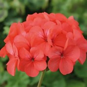 تصویر بذر شمعدانی نارنجی 5 عددی 