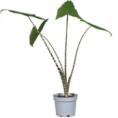 تصویر آلوکازیا زبرینا 