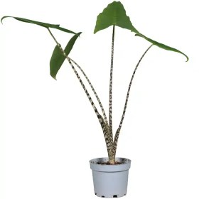 تصویر آلوکازیا زبرینا 