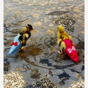 تصویر پوشک جوجه اردک و جوجه غاز سایز M 