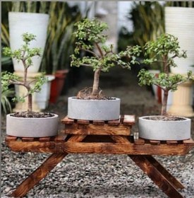 تصویر گلدان بنسای concrete bonsai vase