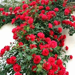 تصویر نهال گل رز بالا رونده 