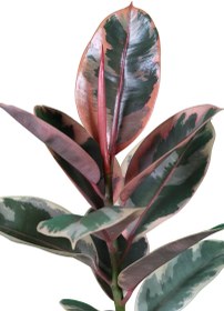 تصویر فیکوس شرابی ابلق 