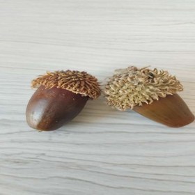 تصویر بلوط خشک پک 10 عددی