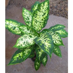 تصویر دیفن روسی تنه دار 