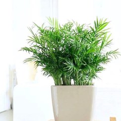 تصویر نهال نخل اریکا 