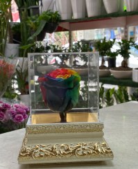 تصویر رز جاودان هفت رنگ 