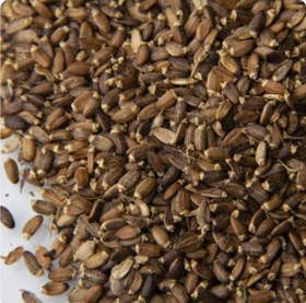 تصویر دانه خار مریم درمان بیماری های کبدی