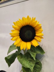 تصویر گل شاخه ای آفتابگردان 