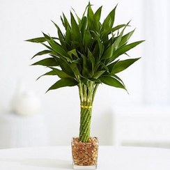 تصویر شاخه بامبو رومیزی سبز 