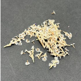 تصویر گل خشک شکوفه بهاری ریز 