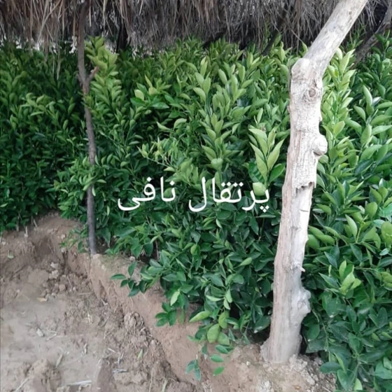 خرید و قیمت نهال پرتقال نافی | ترب