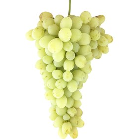 تصویر انگور رطبی 