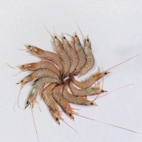 تصویر نزدیک شاه میگو (U20 – U30) 